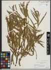 Foto von Salix argophylla Nutt.
